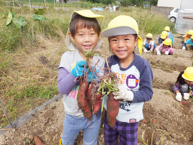 芋掘り