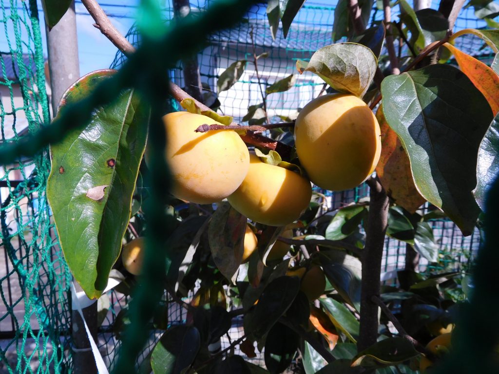 DSCN1389