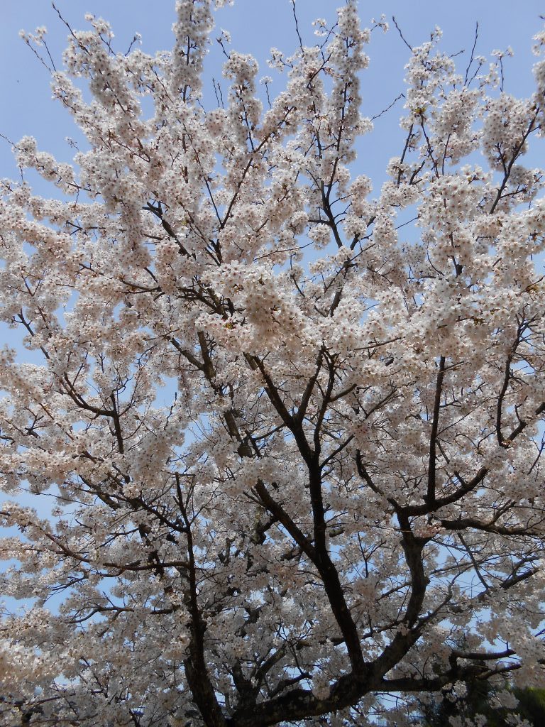 DSCN0007