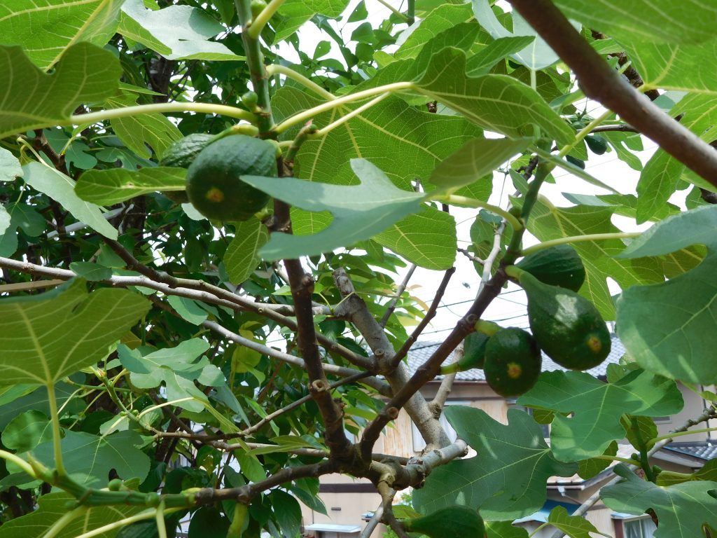 DSCN0445