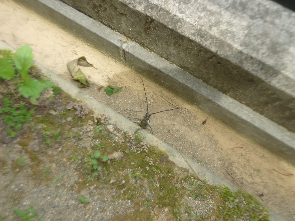 P1510735